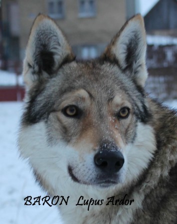 československý vlčiak